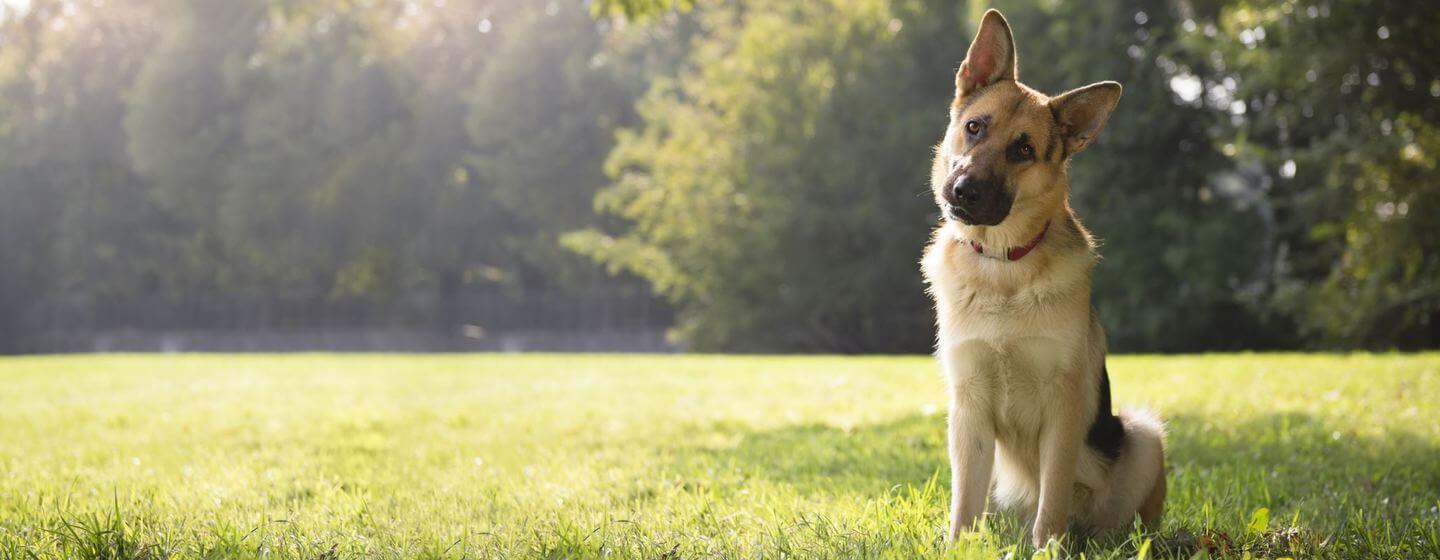 Top 5 Most Intelligent Dog Breeds In India Purina